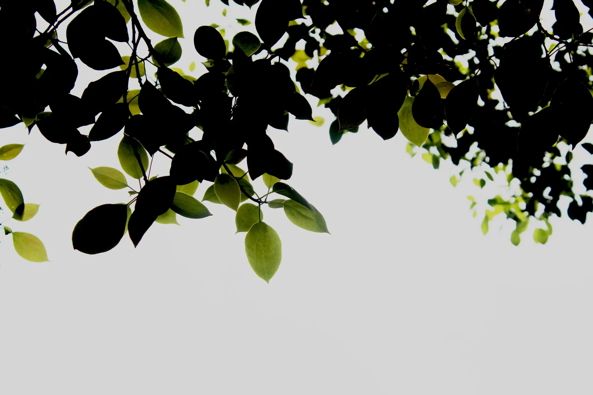 Portfolio header